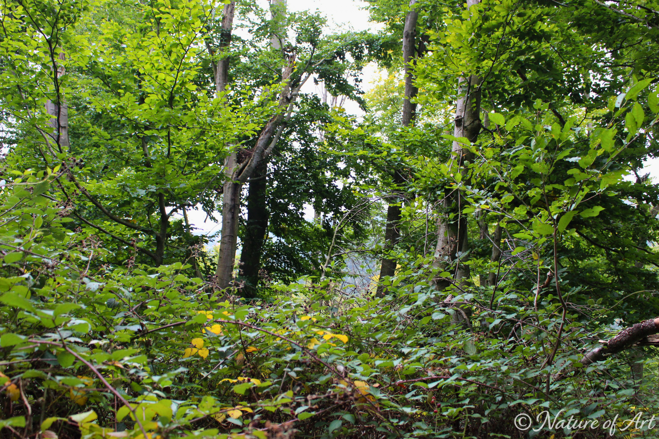 Between Light and Leaves