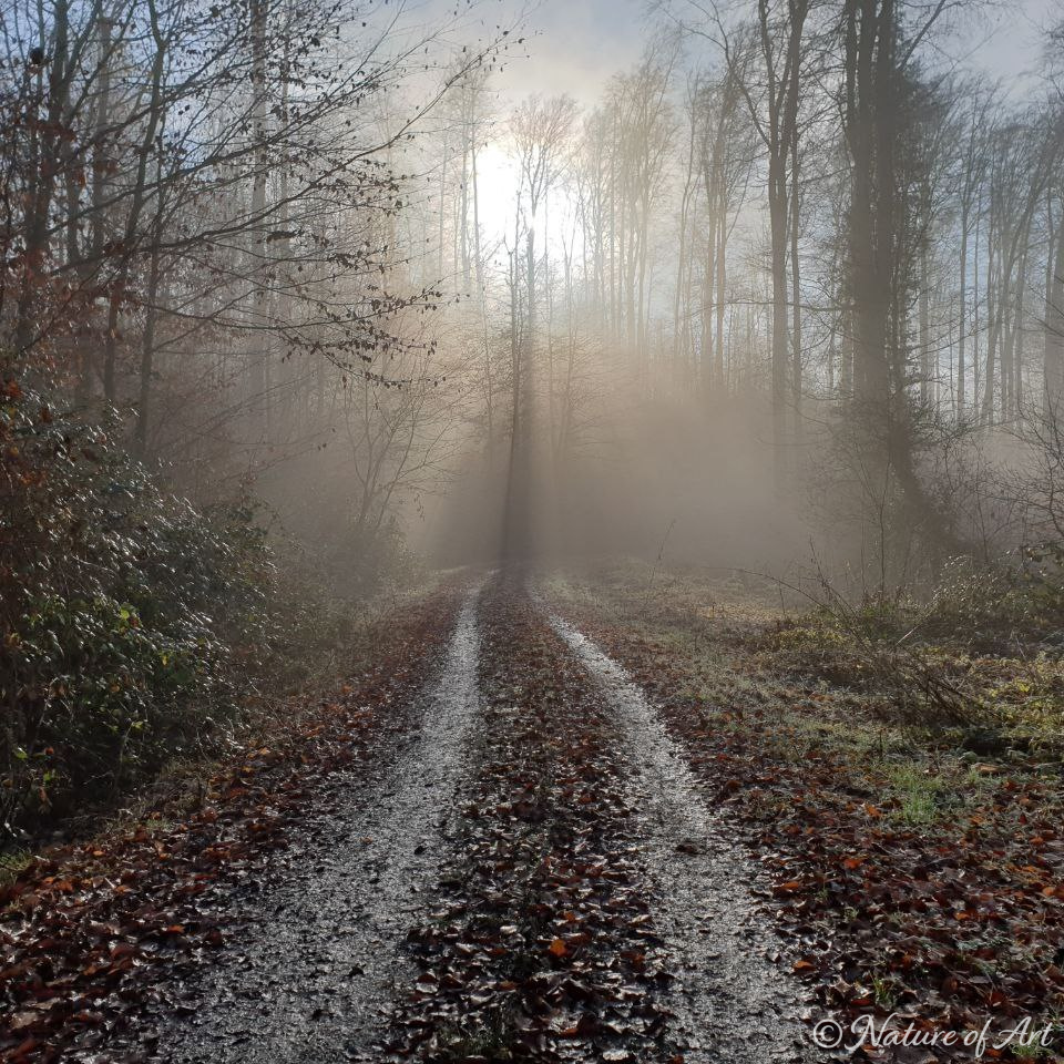 Nature of Art – Pfad im Herbst im Nebel mit Wasserzeichen